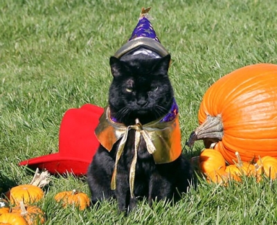 halloween cat