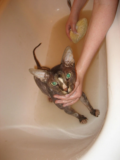 cat in bathtub
